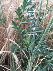 Daucus carota