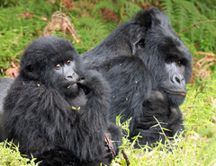 Gorilla beringei beringei