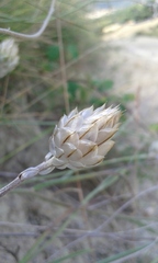 Catananche caerulea