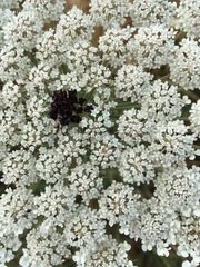 Daucus carota