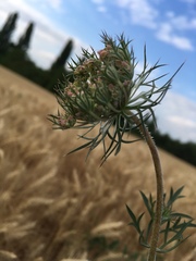 Daucus carota