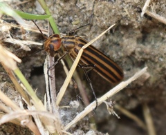 Epicauta vittata