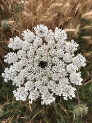 Daucus carota