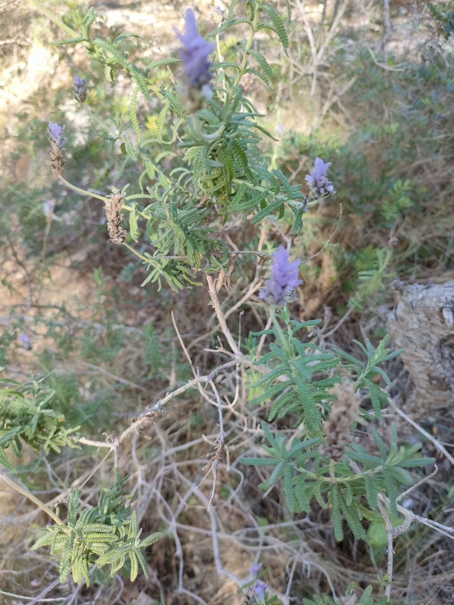 Imagem de Lavanda