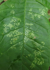 Tropidosteptes amoenus