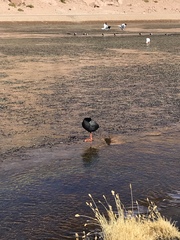 Fulica gigantea
