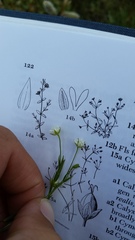 Stellaria crassifolia