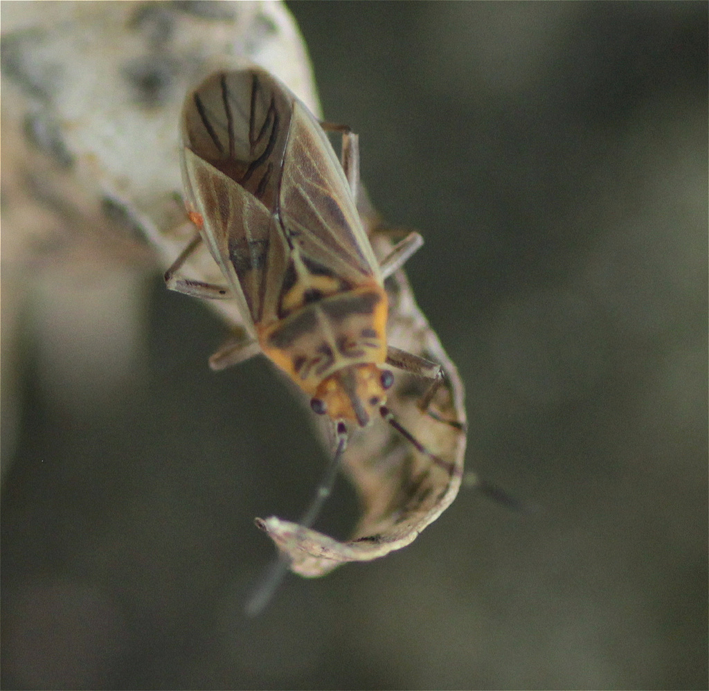Torvochrimnus striatus
