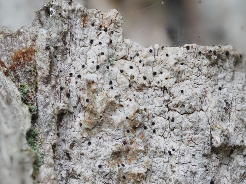 Bactrospora
