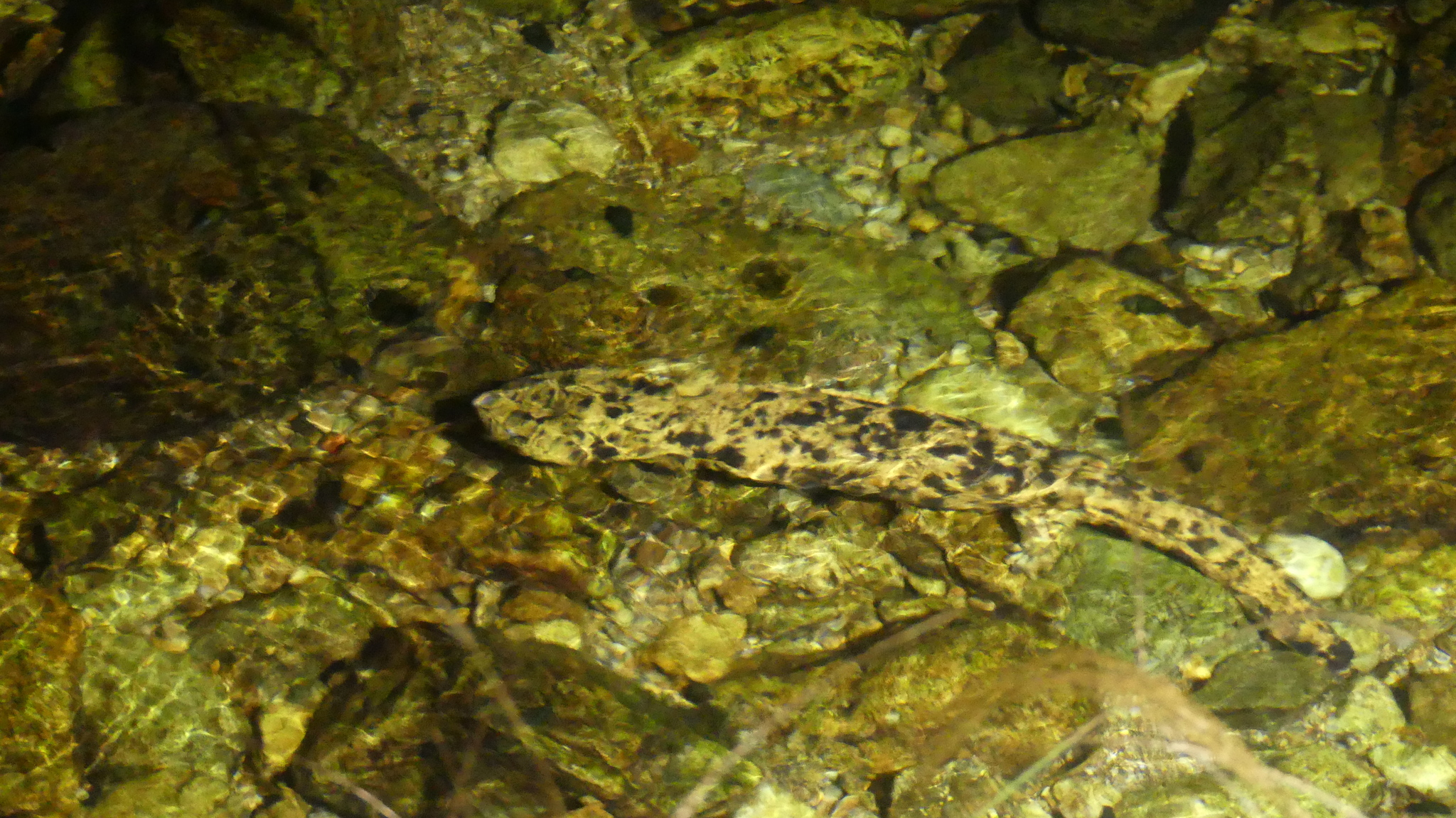 Andrias japonicus (Temminck, 1836)