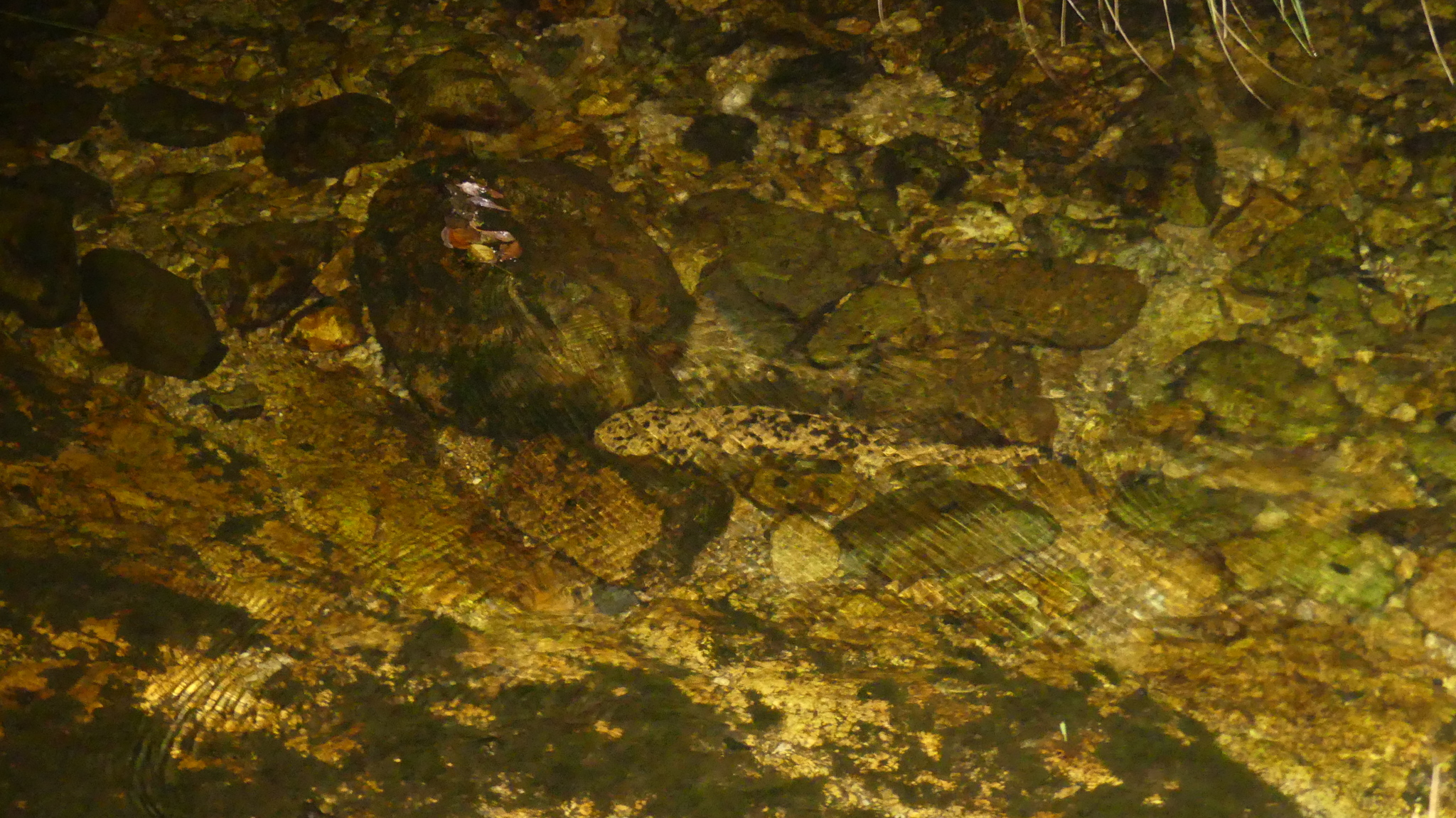 Andrias japonicus (Temminck, 1836)