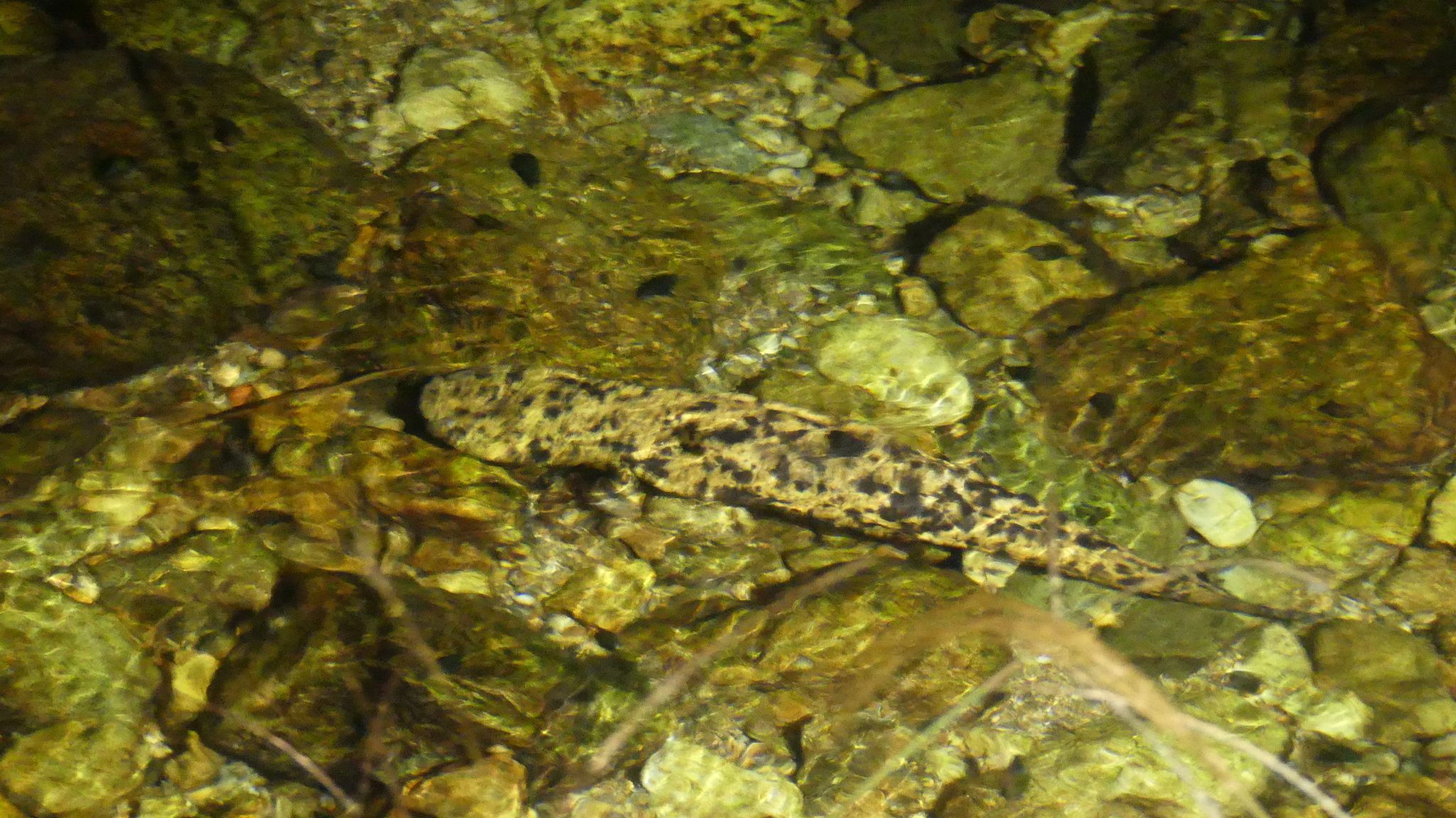 Andrias japonicus (Temminck, 1836)