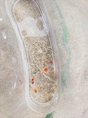 Clione limacina