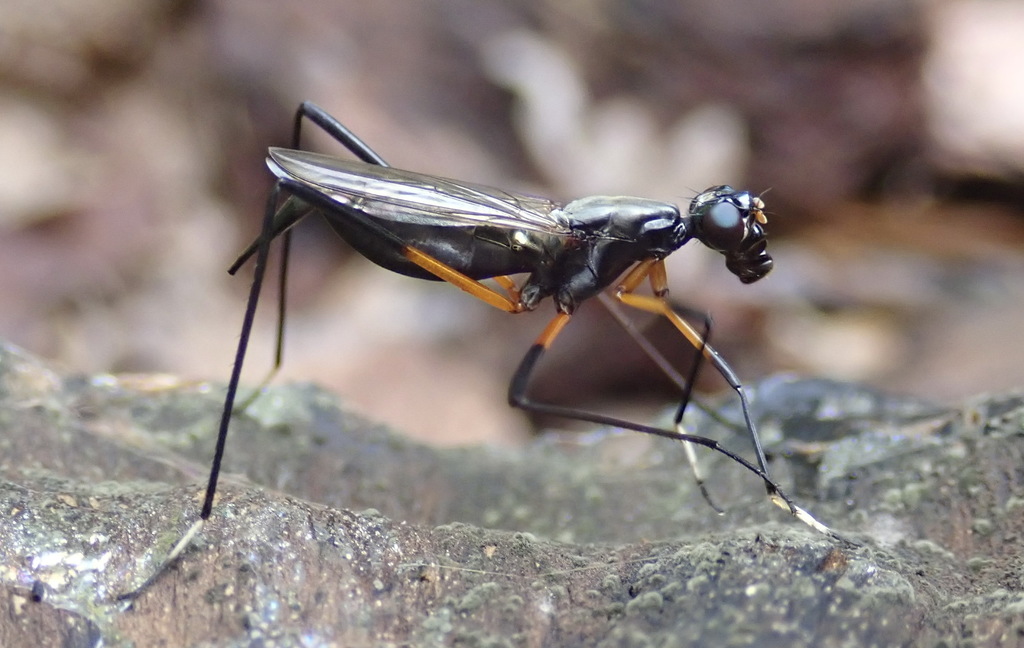 Calobatina geometra