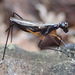 Calobatina geometra - Photo (c) Paul Bedell, algunos derechos reservados (CC BY-SA), subido por Paul Bedell
