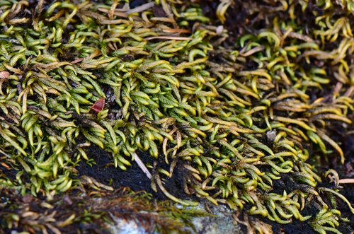 Pseudoleskeella serpentinensis