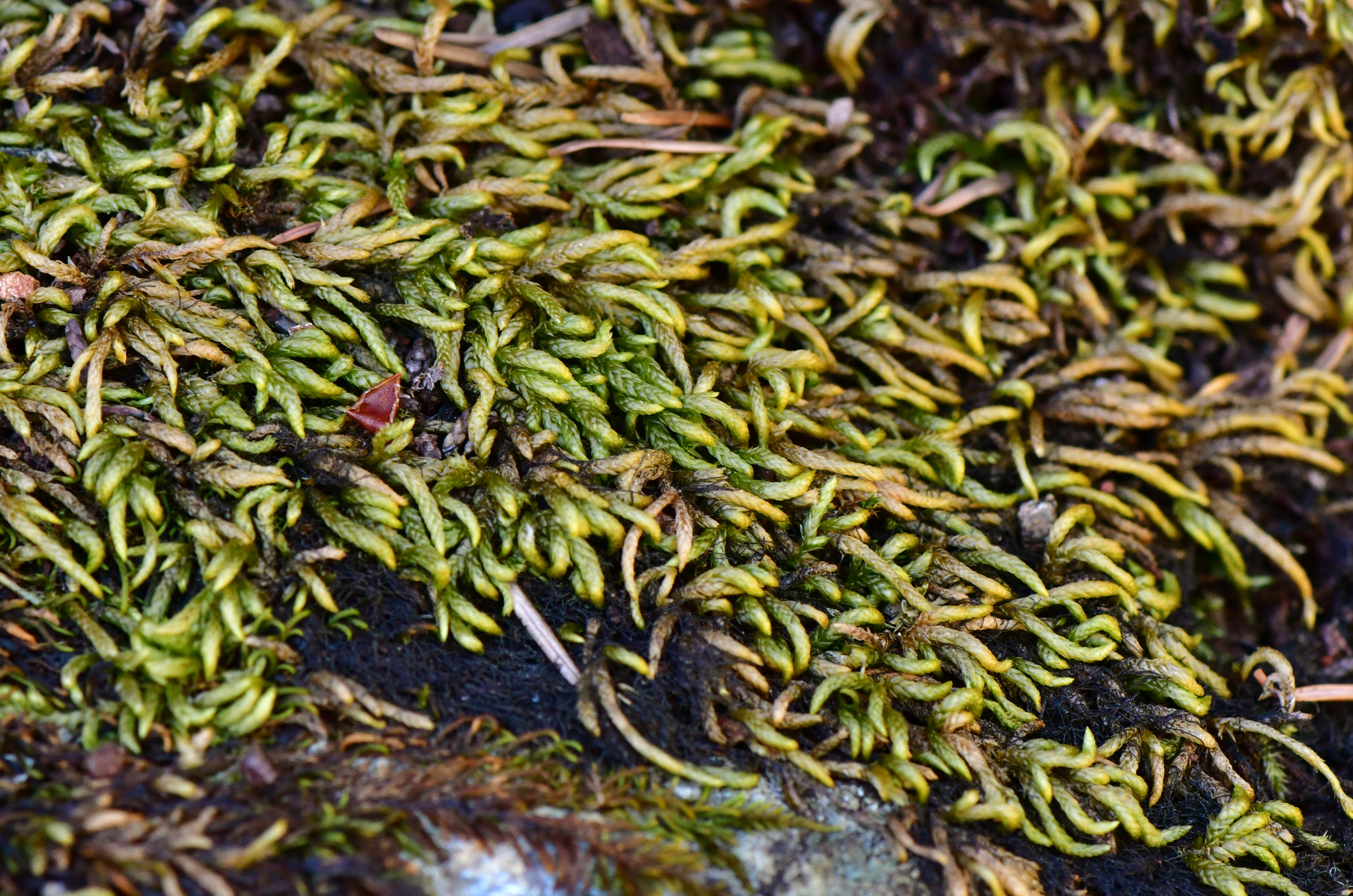 Pseudoleskeella serpentinensis