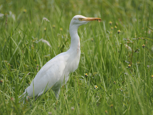 Eastern Cattle-Egret