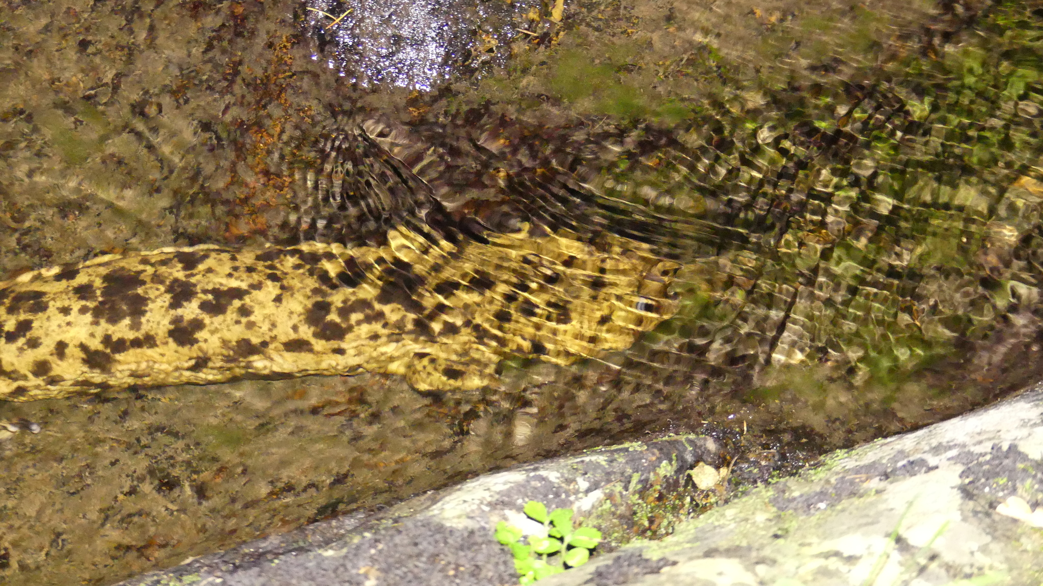 Andrias japonicus (Temminck, 1836)