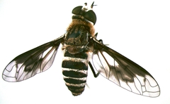 Exoprosopa rivularis