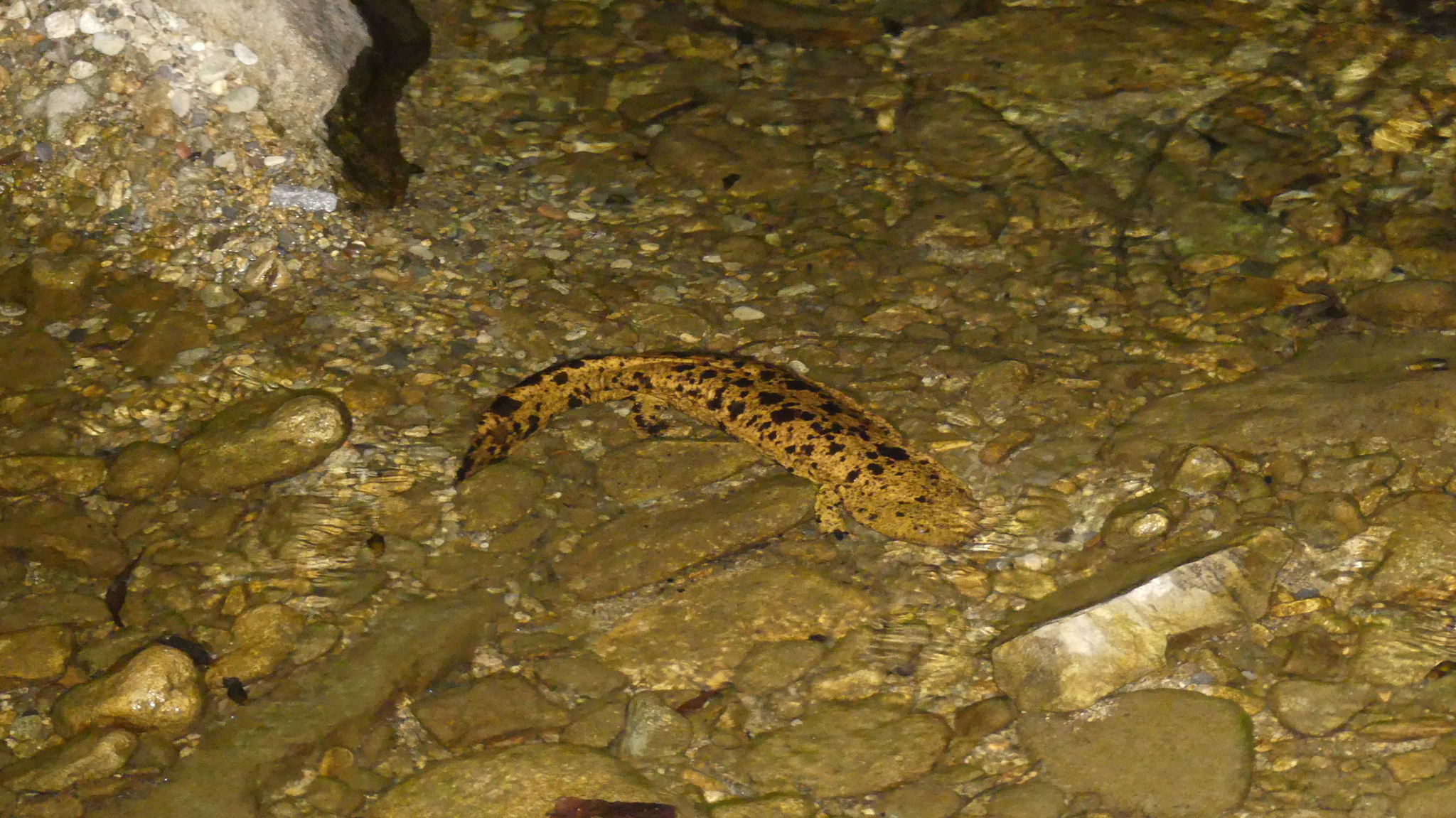 Andrias japonicus (Temminck, 1836)