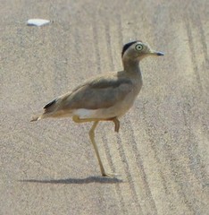 Burhinus superciliaris