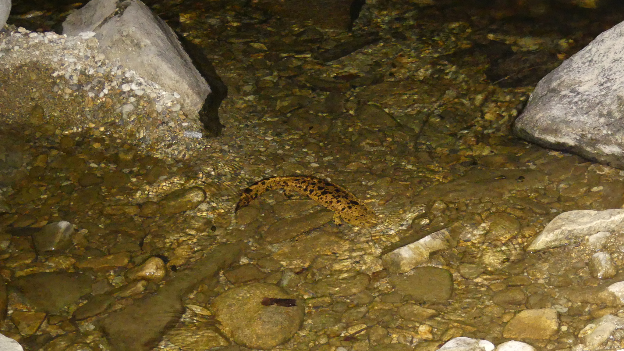 Andrias japonicus (Temminck, 1836)