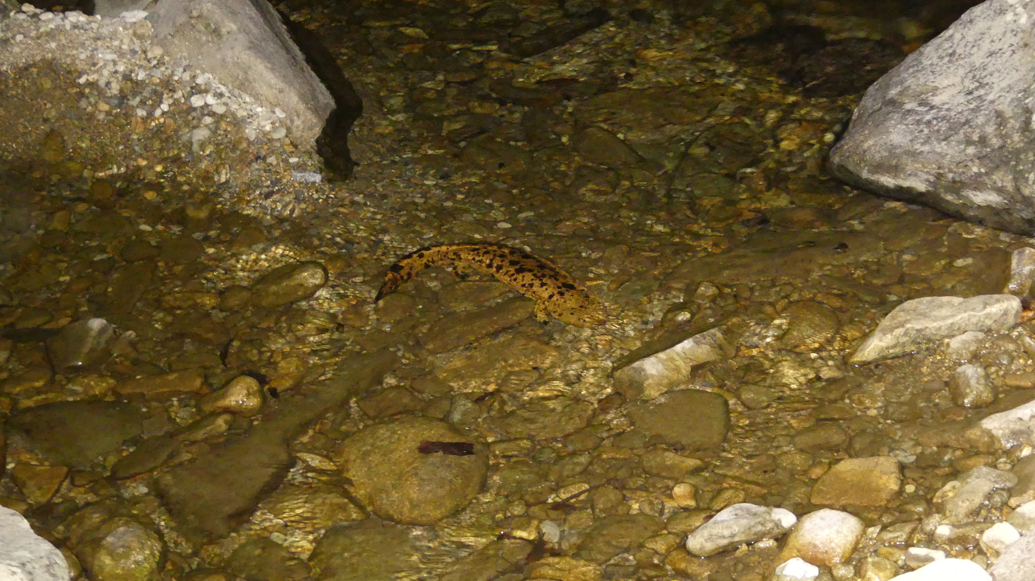 Andrias japonicus (Temminck, 1836)