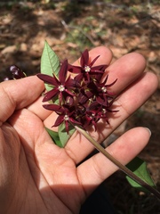 Asclepias melantha