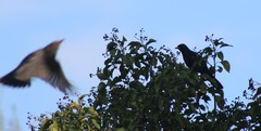 Turdus merula