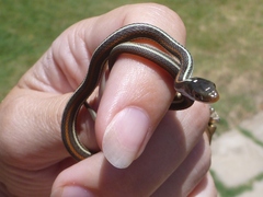 Thamnophis proximus rubrilineatus