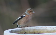 Fringilla coelebs