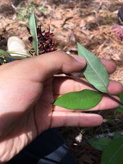 Asclepias melantha
