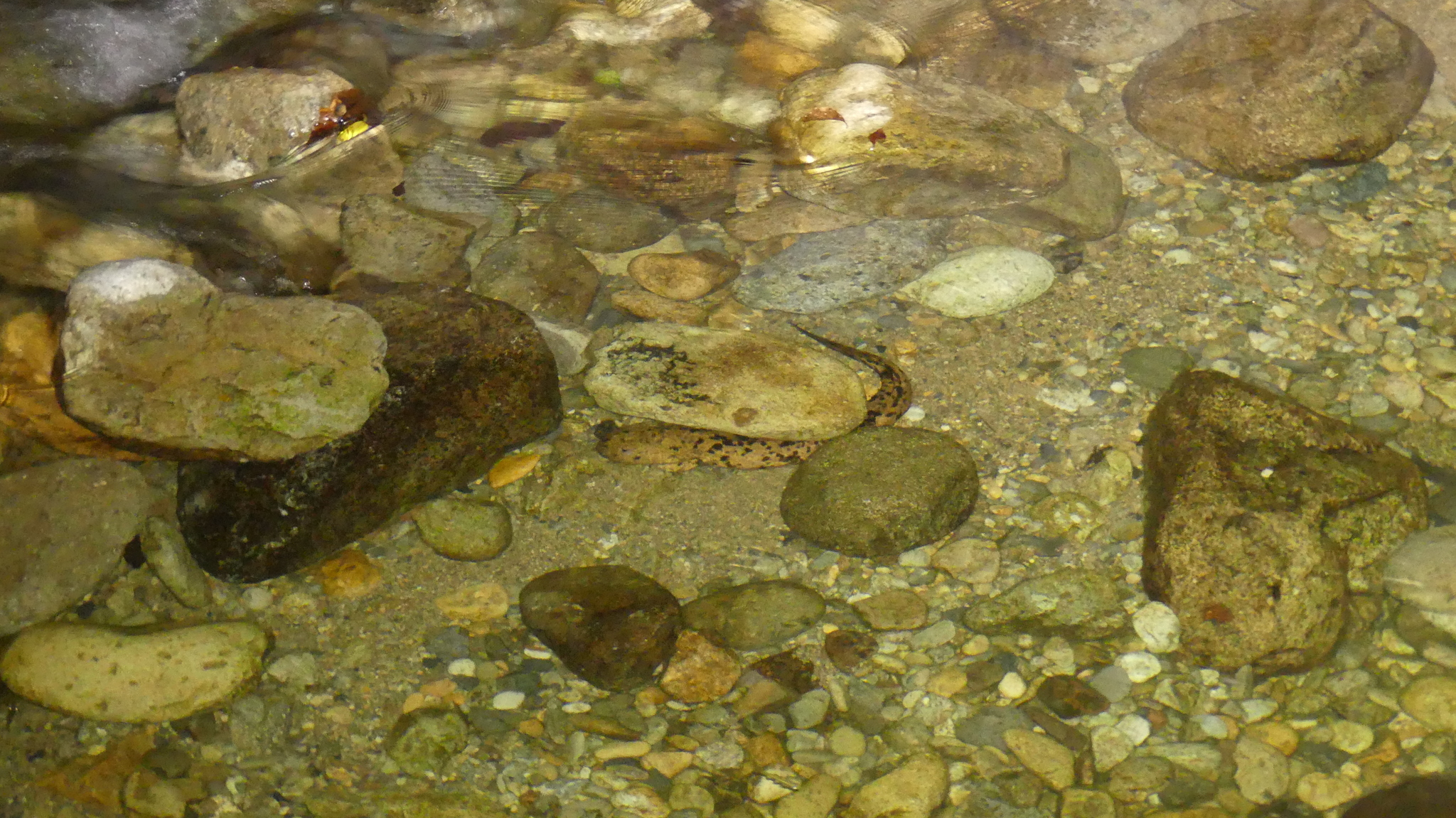 Andrias japonicus (Temminck, 1836)