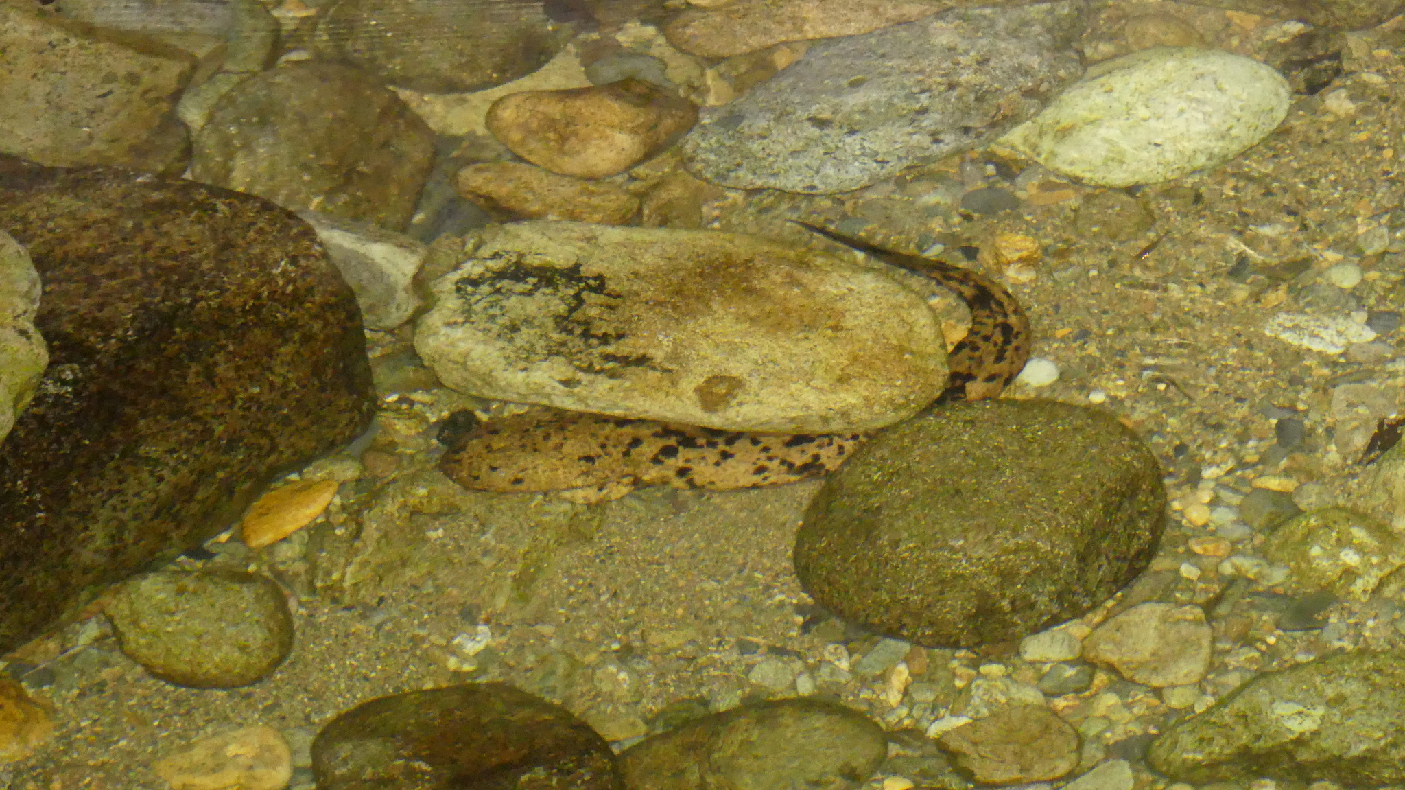 Andrias japonicus (Temminck, 1836)