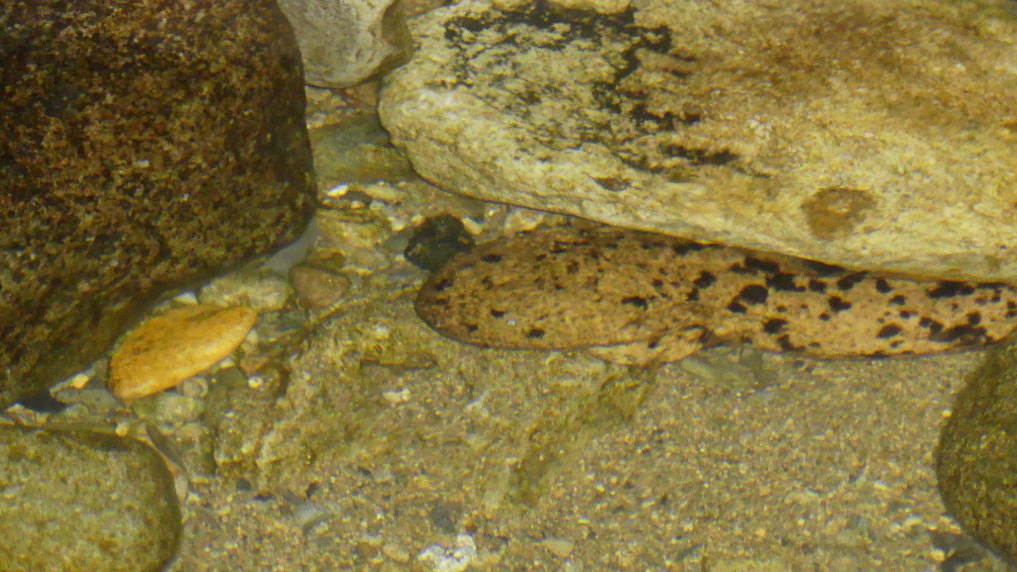 Andrias japonicus (Temminck, 1836)