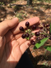 Asclepias melantha