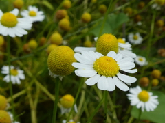 Matricaria