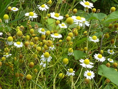 Matricaria