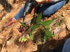 Asclepias melantha