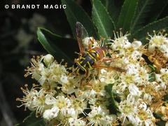 Meromacrus gloriosus