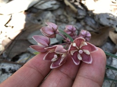 Asclepias circinalis