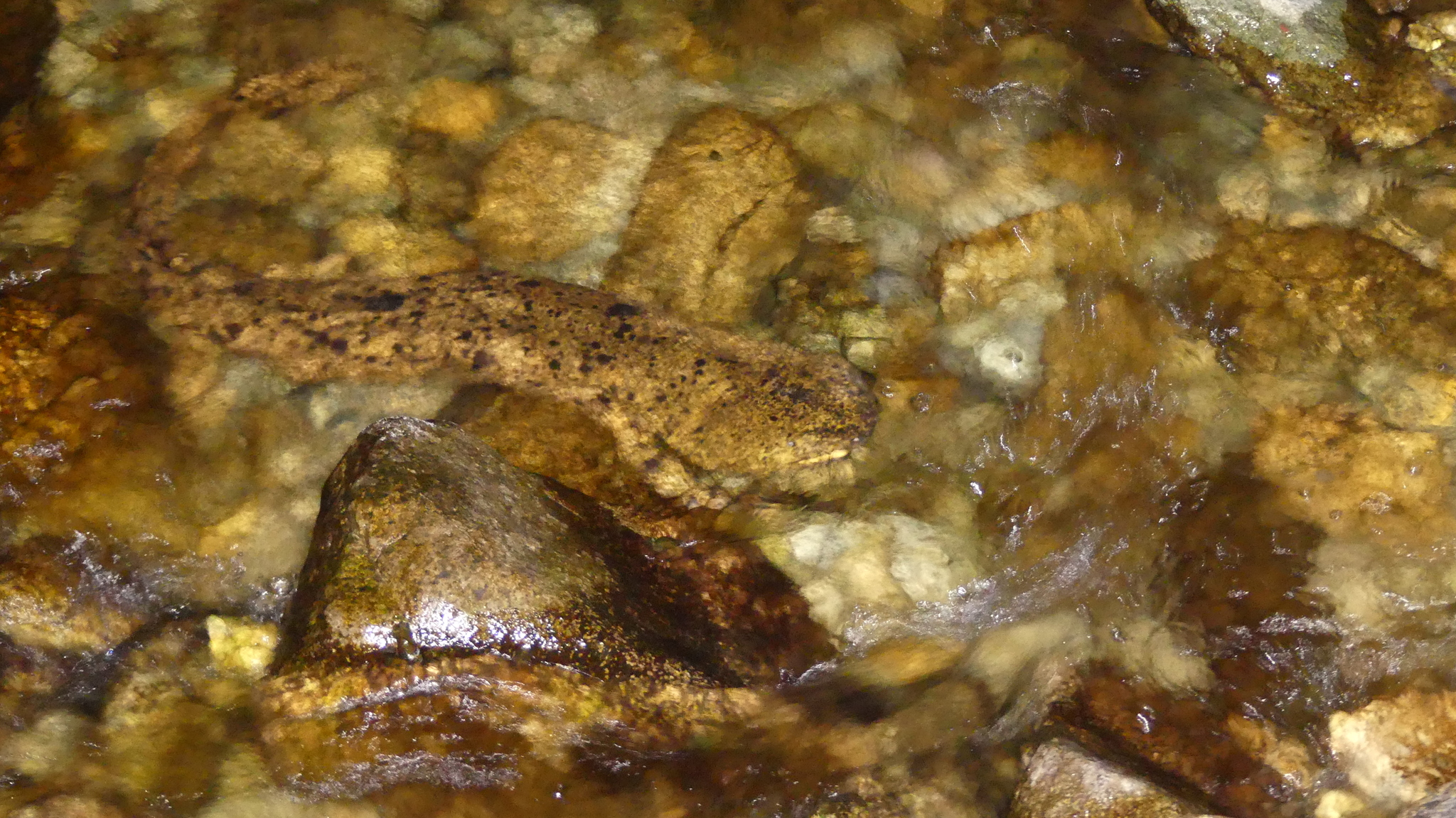 Andrias japonicus (Temminck, 1836)