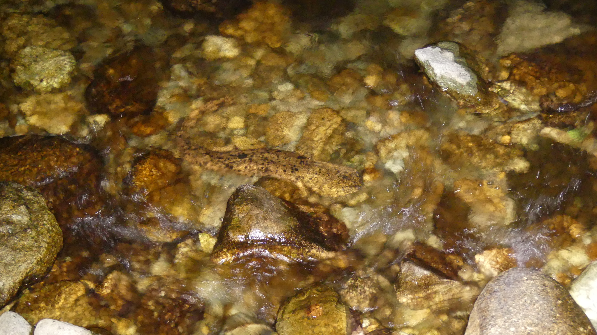 Andrias japonicus (Temminck, 1836)