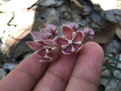 Asclepias circinalis