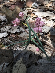 Asclepias circinalis