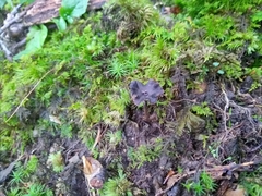 Craterellus calyculus