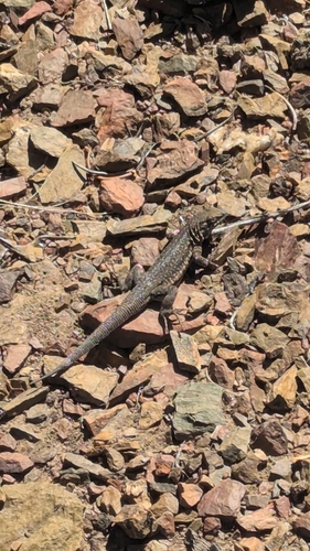 iNaturalist observation photo of Common Side-blotched Lizard
