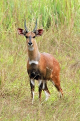 Tragelaphus scriptus bor