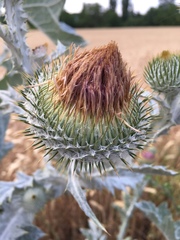 Onopordum acanthium